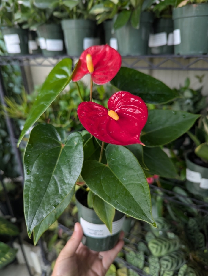 Jambo Red - Anthurium from Miller Landscaping Supply