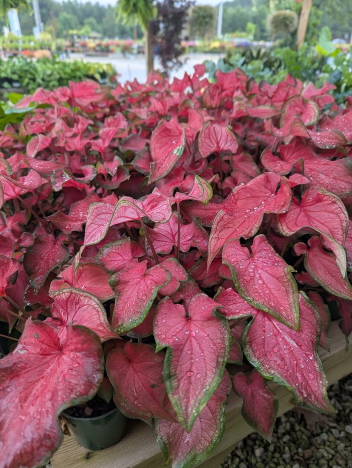 Fairytale Princess Caladium - Kaladium from Miller Landscaping Supply