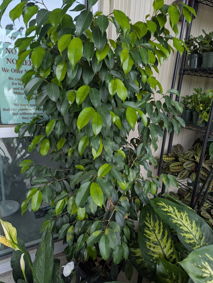 Benjamina Ficus - Ficus Florida Spire from Miller Landscaping Supply