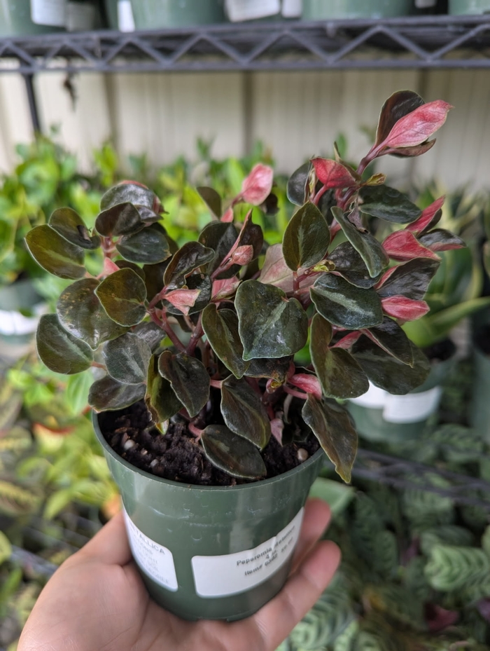 Metallic Peperomia - Peperomia metallica from Miller Landscaping Supply