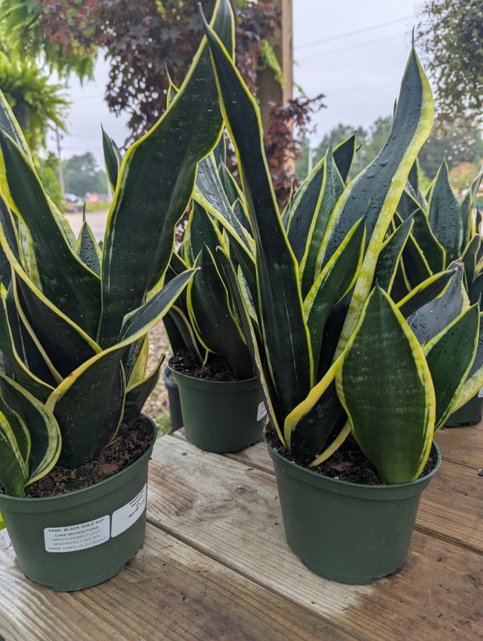 'Black Gold' Snake Plant - Sansevieria trifasciata from Miller Landscaping Supply