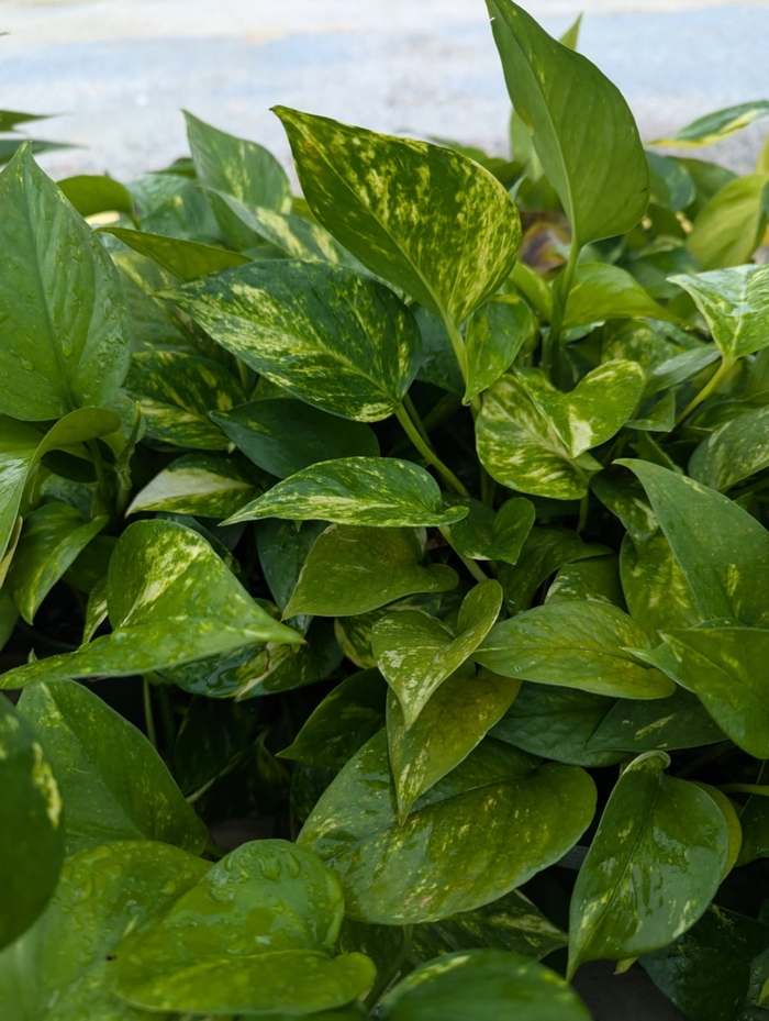 Golden Pothos - Epipremnum aureum from Miller Landscaping Supply