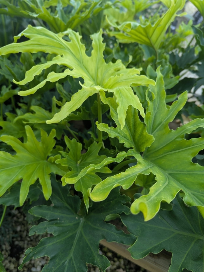 Lickety Split - Philodendron Bipinnatifidum from Miller Landscaping Supply