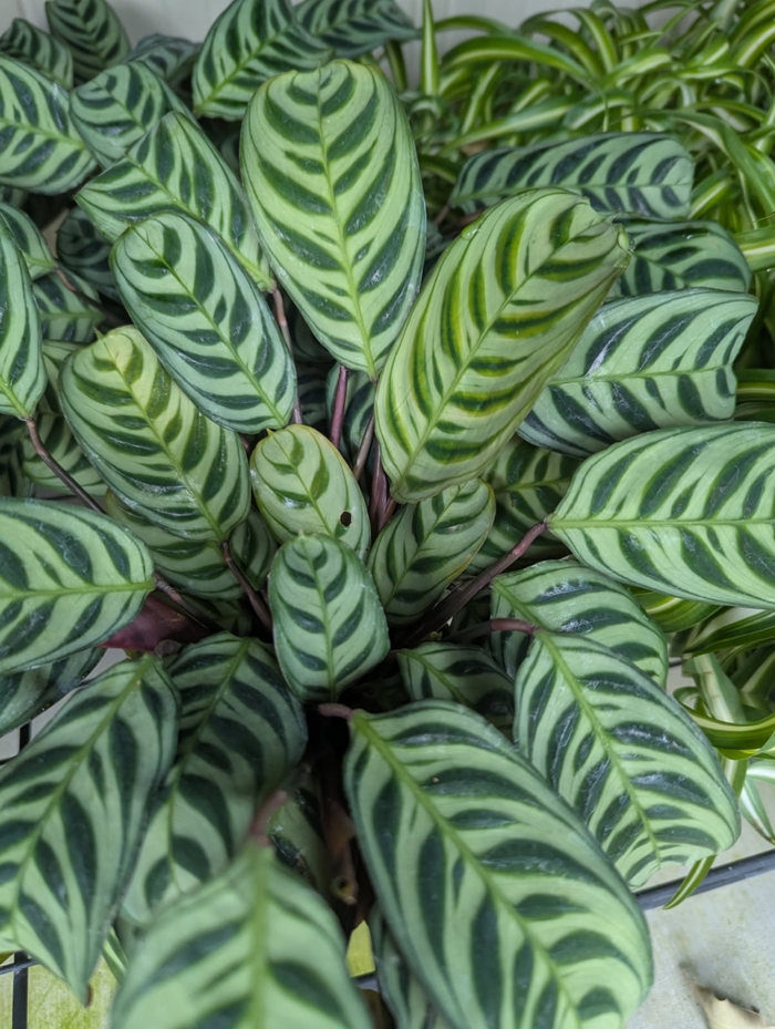 Calathea - Calathea Burle Marx from Miller Landscaping Supply