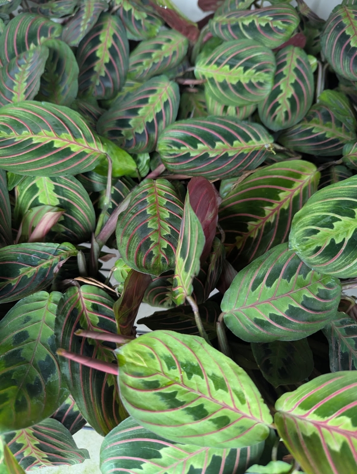 Red 'Prayer Plant' - Maranta leuconeura 'Kerchoviana' from Miller Landscaping Supply