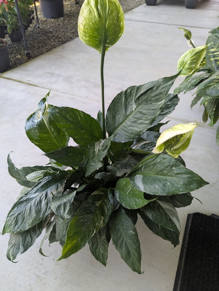 Peace Lily - Spathiphyllum wallisii 'Domino' from Miller Landscaping Supply